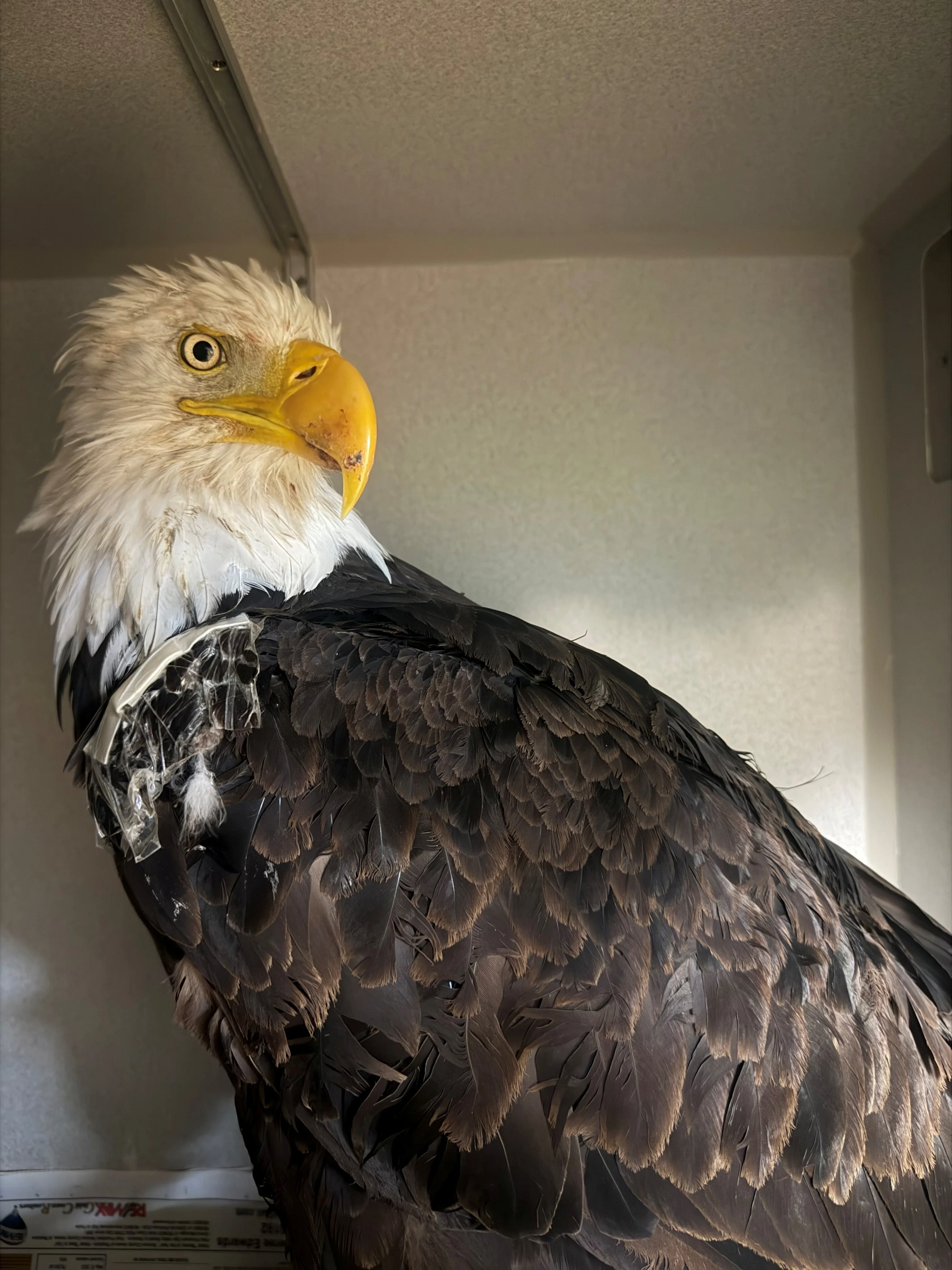 Jackie the Bald Eagle Cause of Death